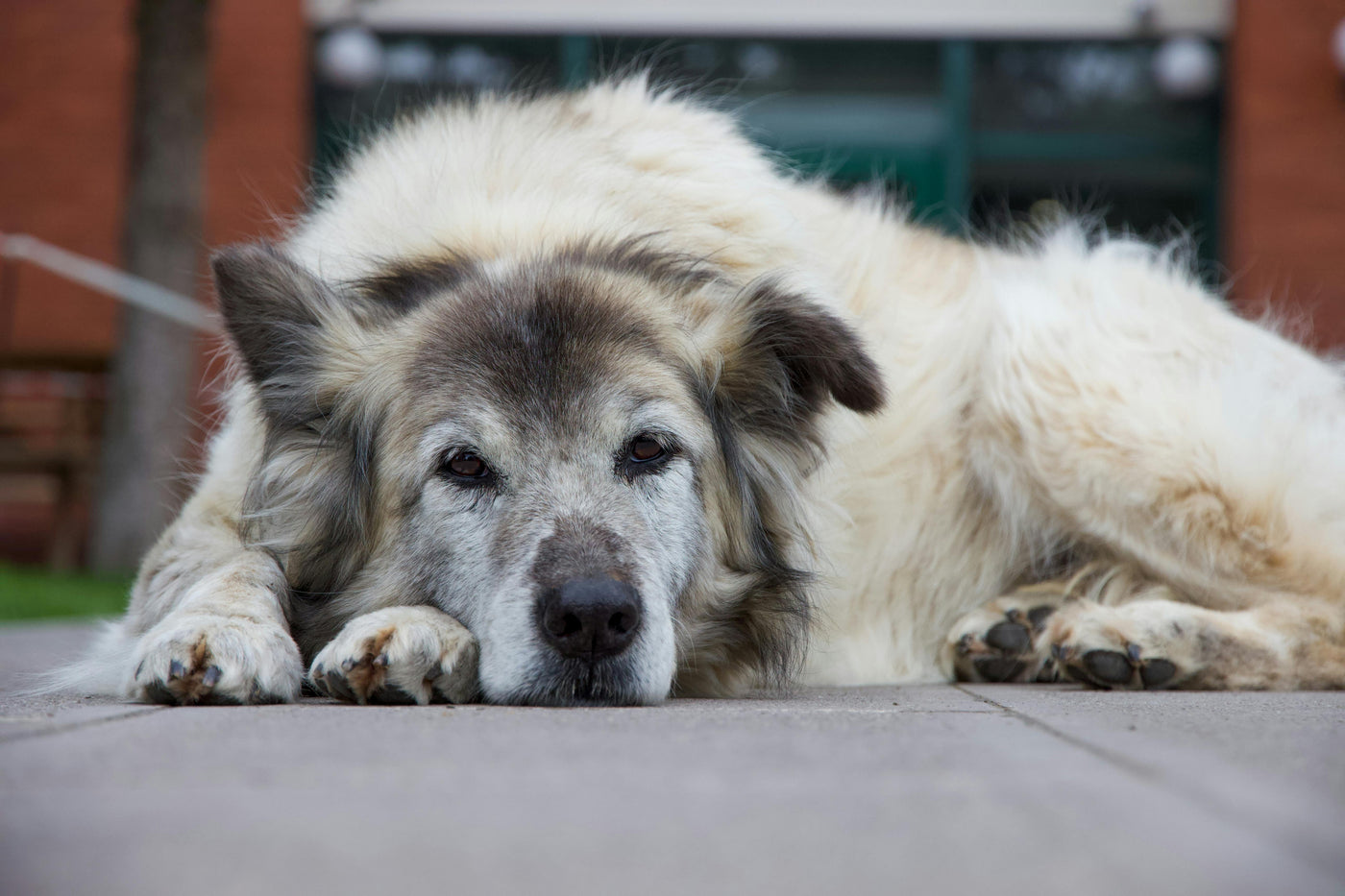 A senior dog resting peacefully on an orthopedic bed