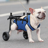 Neoprene carpal wrap for older dogs with front leg weakness